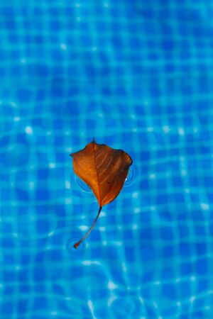 Tree leaf in the pool with water of backgroundの写真素材