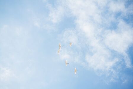 Herons flying with blue background