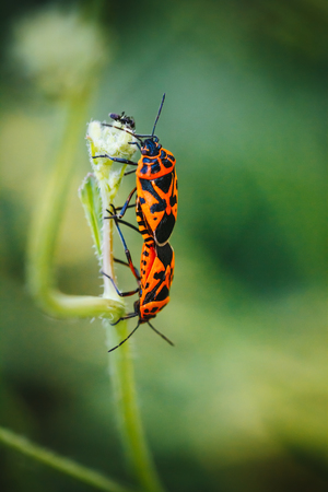 Macro Mating Pair of insects