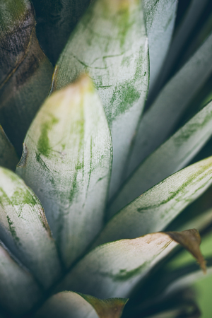 Macro pineapple leavesの写真素材