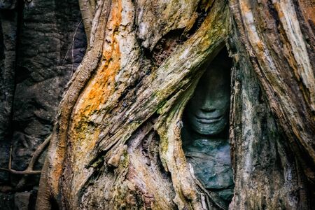Statue inside of the trunk. Cambodiaの写真素材