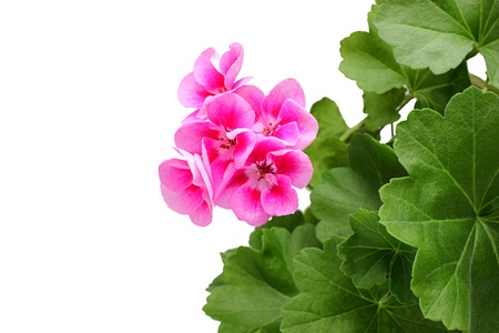 Pink geranium - pelargonium with leaves.isoleted on a white background.の写真素材