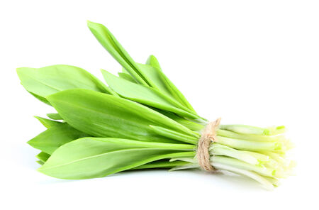 Bunch of wild garlic isolated on white background.の写真素材