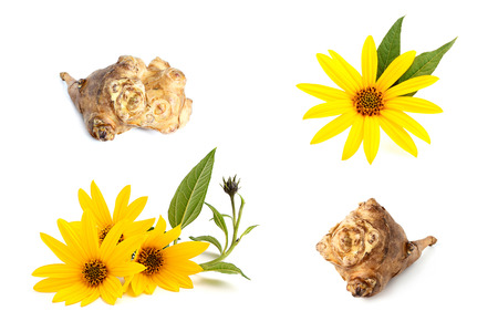 Collage Jerusalem artichoke isolated on a white background.