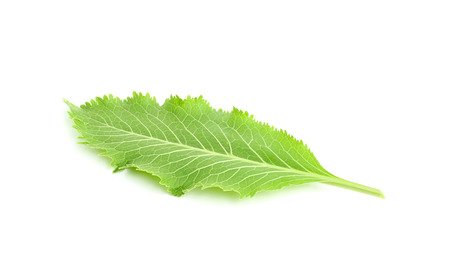 Sheet of horseradish isolated on white background.の写真素材