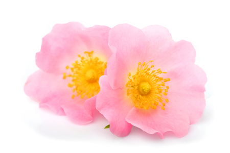 The flowers of wild rose isolated on white background.の写真素材