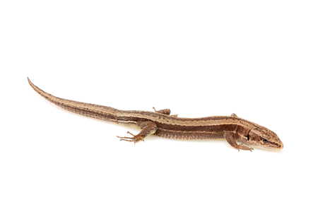  Live lizard ( Lacertilia ) Lacerta agilis isolated on white background closeup.の写真素材