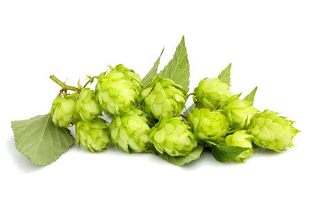 Branches hop with leaves isolated close up on white background.の写真素材