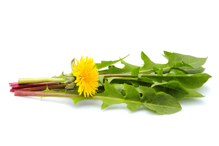 Dandelion flower with leaves in a bundle closeup on white.の写真素材
