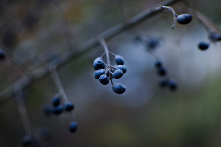 Berries on a branch in the forest. Shallow depth of field.の写真素材