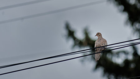 Dove sitting on a power line in the morning. Close up.の写真素材