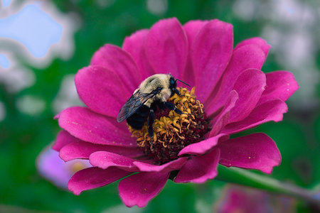 Bumblebee collecting pollen from a pink zinnia flower.の写真素材
