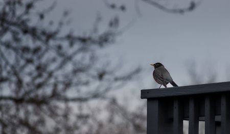 Robin sitting on the edge of a building in the winter.の写真素材
