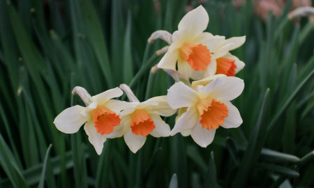 Narcissus (Narcissus pseudonarcissus)の写真素材