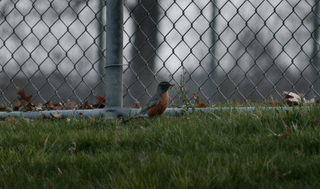 American robin sitting on the grass in front of a chain link fence.の写真素材