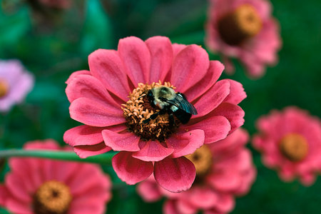 Bumblebee on a pink zinnia flower in the gardenの写真素材
