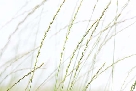 green wheat summer field with white backgroundの写真素材
