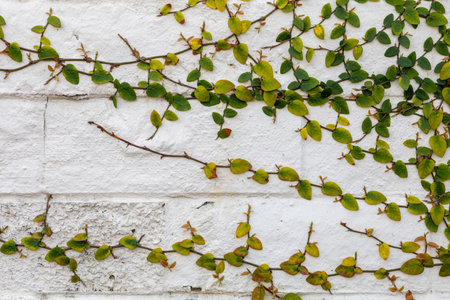 Green Ivy on white painted textured brick wall for backdrop