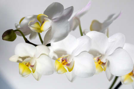 Blooming white orchidsの写真素材
