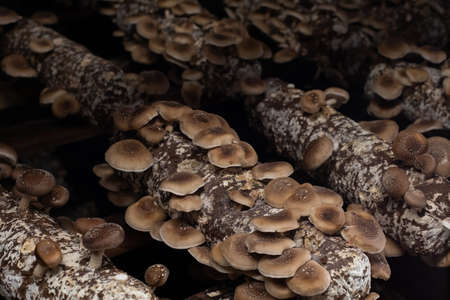 Shiitake mushrooms growing on the logsの写真素材