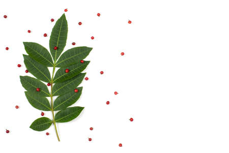 Green leaf with red berries on whiteの写真素材
