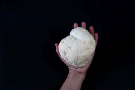 Hand with Lions mane mushroomの写真素材