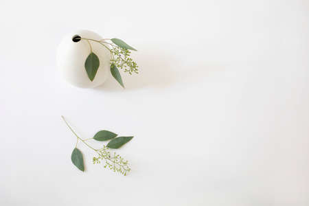 Eucalyptus branches in small round vaseの写真素材