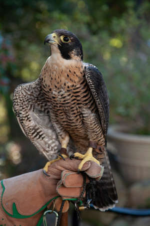 Portrait of Peregrine hawk on the leather gloveの写真素材