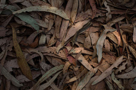 Fallen dry and weathered eucalyptus leavesの写真素材