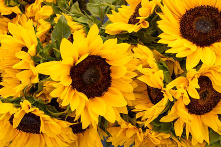 Bunch of sunflowers on farmers marketの写真素材