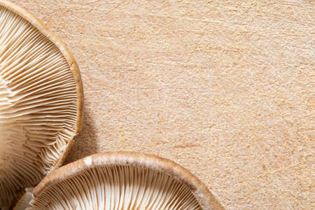 Mushroom gills macro on wooden cutting boardの写真素材