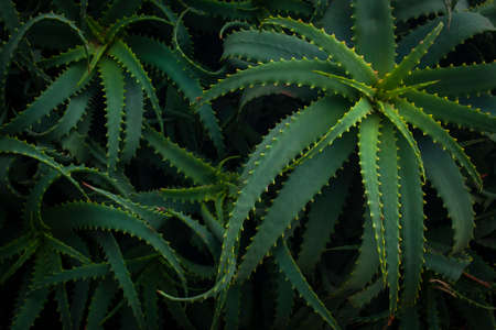 Aloe vera plant full frameの写真素材