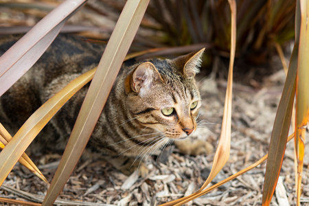 Cat camouflaged in the yard