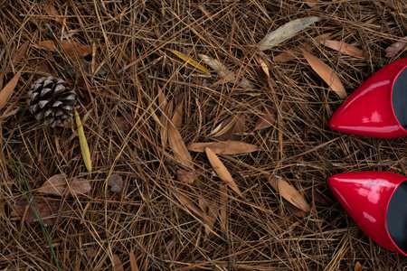 Red glossy shoes on the pine needlesの写真素材