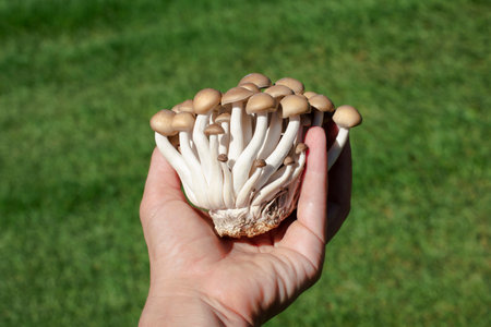 Hand holding Brown Beech mushroomsの写真素材