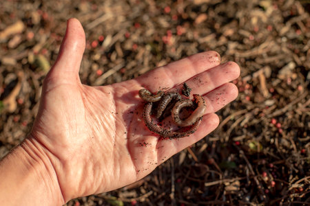 Hand holding compost worms