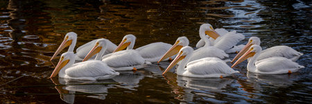 Flock of white pelicans bannerの写真素材