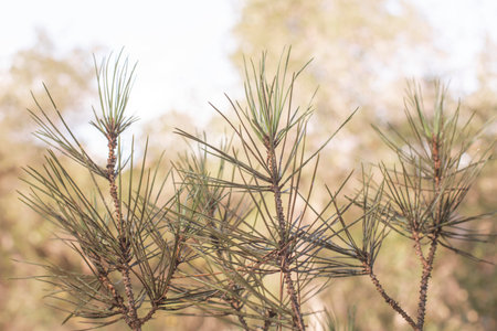 Pine branches in soft lightの写真素材