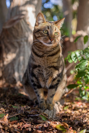 Portrait of a cat sotting in the yard