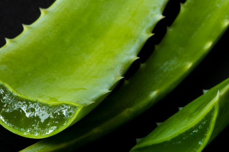 Aloe vera leaves macroの写真素材