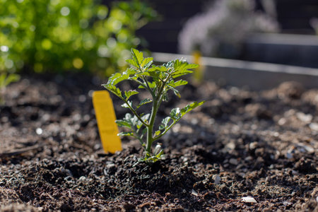 Tomato plant in the gardenの写真素材