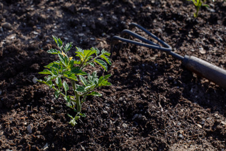 Just planted tomatoの写真素材