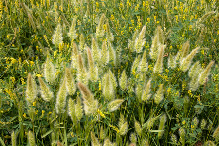 Summer meadow with grass and flowersの写真素材