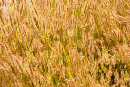 Summer field grassの写真素材