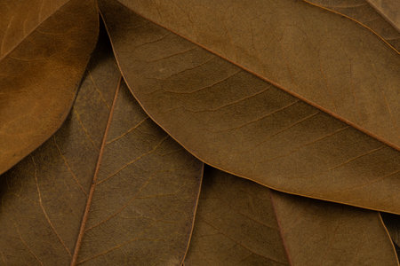 Brown leaves closeup background
