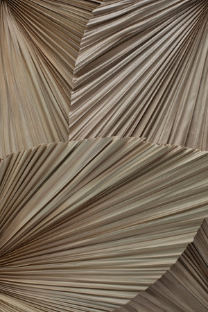 Palm leaves pattern backdropの写真素材