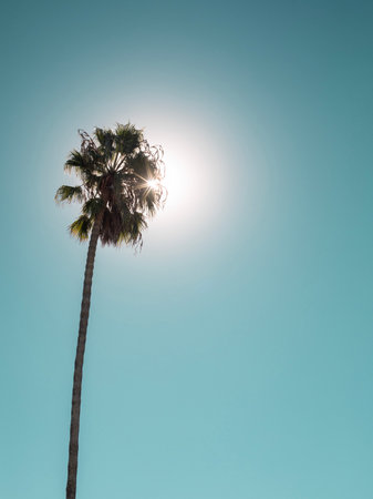 Single palm tree in the light blue neon skyの写真素材