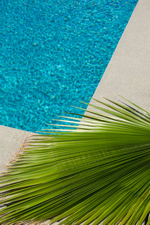 Palm leaf and swimming poolの写真素材