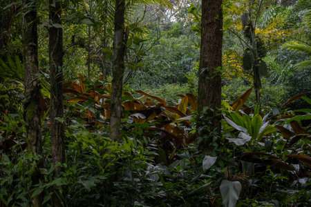 Lush Tropical Forest with Dense Vegetation and Trees Jungle Landscape