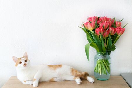 The cat lies on the table next to the tulips in a glass jarの写真素材